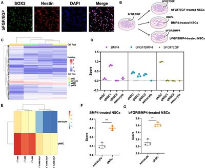 Characteristics of quiescent adult neural stem cells induced by the bFGF/BMP4 combination or BMP4 alone in vitro